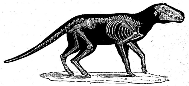 File:Anoplotherium.jpg