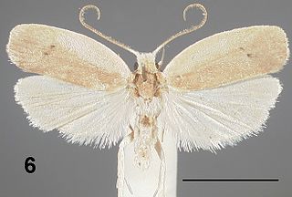 <i>Antaeotricha osseella</i> species of insect