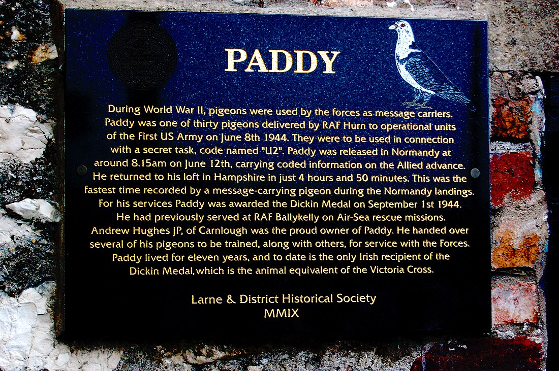 Paddy (pigeon)