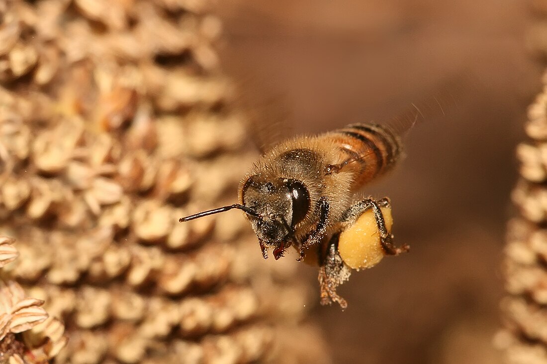 Pollen basket