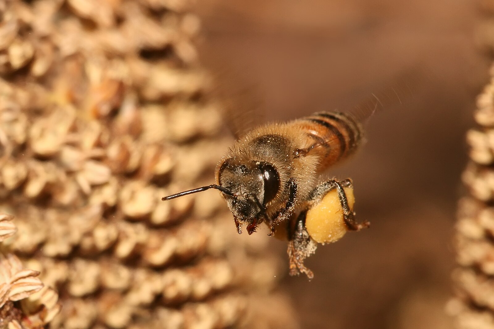 Пчела целом. Пчела АПИС Меллифера. Медоносная пчела APIS mellifera. Шмель трутень. Улей шмелей.