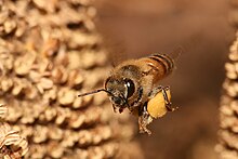Pszczoła w locie, niosąca pyłek w żółtym pojemniku, dużym jak na swój rozmiar
