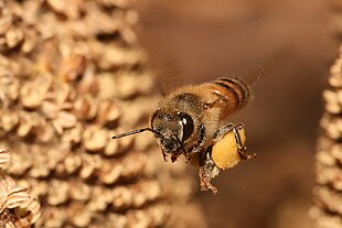 Risultati immagini per ape wiki