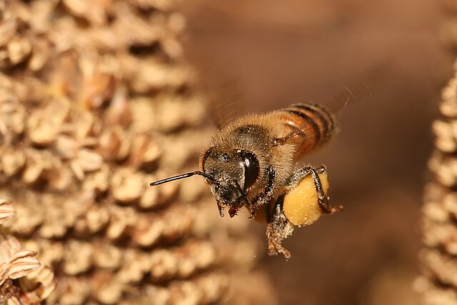 A European honey bee carrying pollen back to the beehive