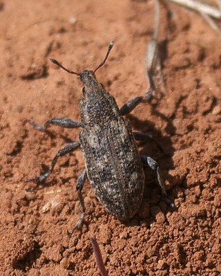 <i>Apleurus</i> Genus of beetles