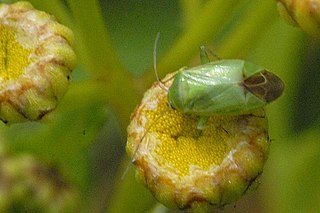 <i>Apolygus</i> Genus of true bugs