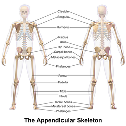 Appendicular skeleton.