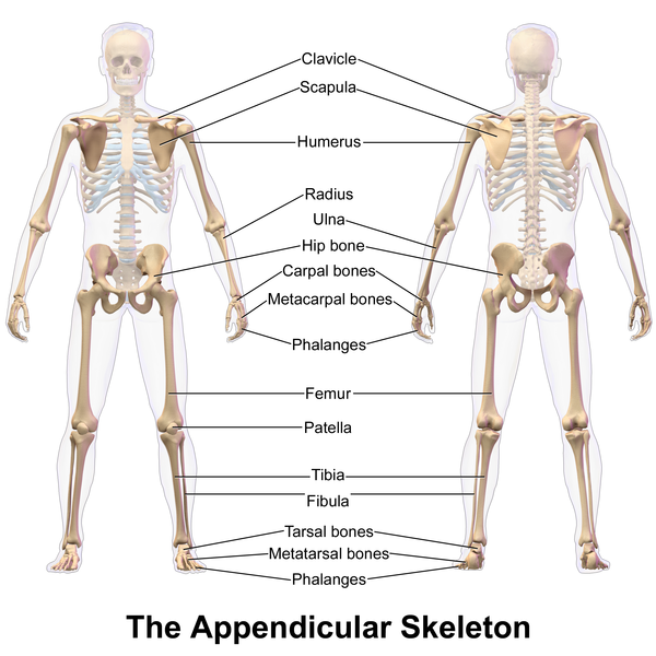 File:Appendicular Skeleton.png