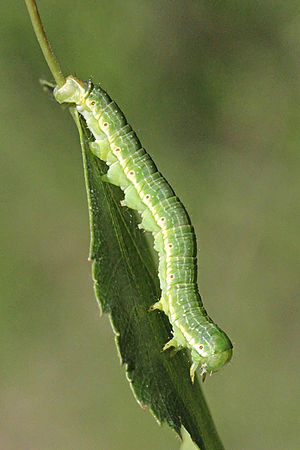 Larva Archiearis parthenias larva.jpg