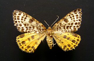 <i>Arichanna</i> genus of insects