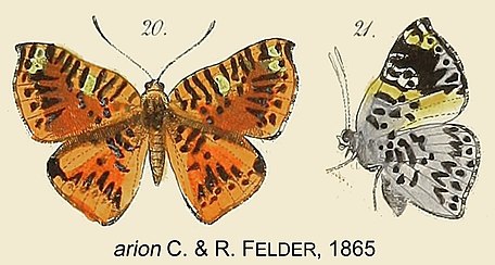 Sample of Catajan and Rudolf's Taxonomic Drawings. ArionFelder1865OD.jpg