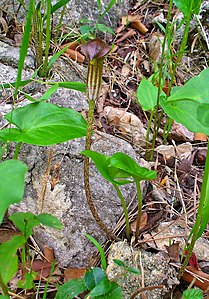 Arisarum vulgare Habitus