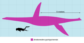 Diagramme comparant la taille d'Aristonectes (montré en rose) à celui d'un humain (montré en noir dans une tenue de plongée).