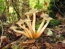 Armillaria mellea.