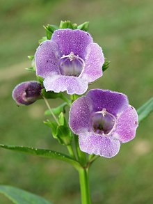 Artanema longifolium at Periya 2019 (27).jpg