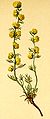 Artemisia nitida