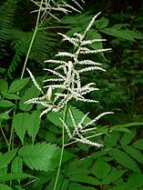 Aruncus dioicus