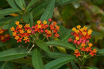 Scarlet Milkweed (Asclepias curassavica)