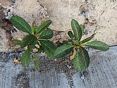 Asclepias curassavica creciendo en una grieta en México.jpg