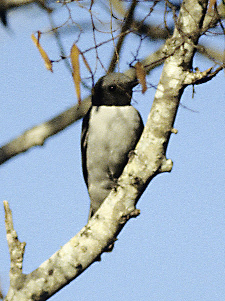 File:Ashy Cuckoo-shrike (Coracina cinerea) in tree.jpg