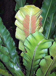 <i>Asplenium goudeyi</i> Species of fern in the family Aspleniaceae