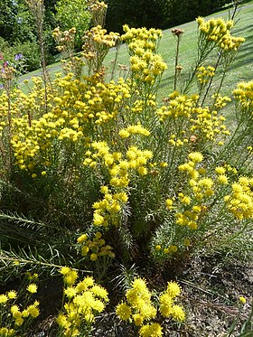 Guld-Asters (Aster linosyris) Foto: Magnus Manske