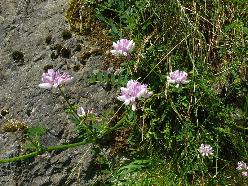 File:Astragalus Esino.jpg