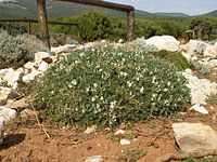 Astragalus terracianoi