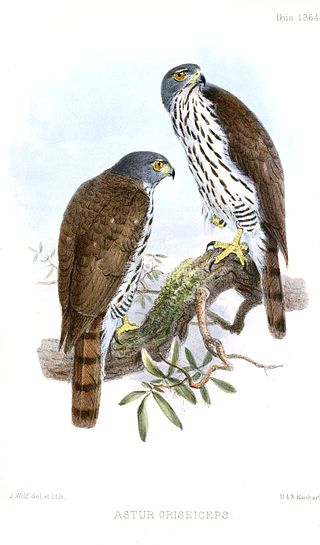 <span class="mw-page-title-main">Sulawesi goshawk</span> Species of bird