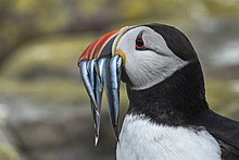 Atlantic puffin with fish Atlantic Puffin - Farne Is - FJ0A4842 (35937180110).jpg