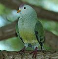 Atoll Fruit-dove (Ptilinopus coralensis) (cropped).jpg