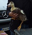 Nr. 6: Ich glaube, diese Tierchen wurden in Auer (Südtirol) als Graugänse verkauft, haut das hin?