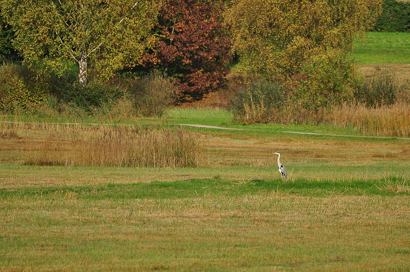 File:Auslikon - Pfäffikersee 2010-10-19 16-36-24.JPG