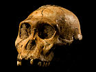 אוסטרלופיתקוס סדיבה, גיל: 1.9 מיליון שנה, נפח מוח: 435 סמ"ק
