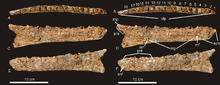 Holotype dentary of Australovenator wintonensis Australovenator dentary.png