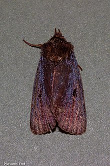 A. purpurea showing the distinctive purplish hue to the forewings. Austramathes purpurea 121025146.jpg