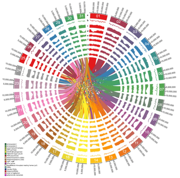 File:Avicennia marina chloroplast genome.png