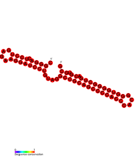 <i>Mycobacterium tuberculosis</i> sRNA