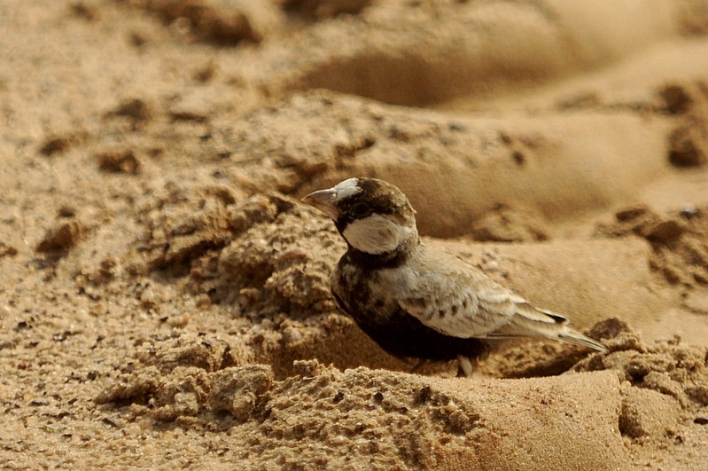 File:BCSparrow-Lark DSC0718.jpg