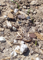 Blue Funnel Lily seedlings