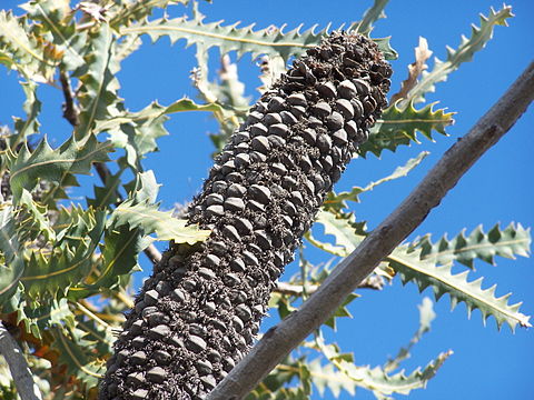 seed cone left after flowering