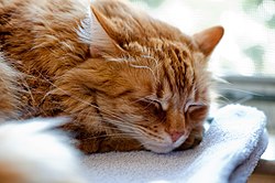Мачка: Научна класификација, Карактеристике, Лов и исхрана