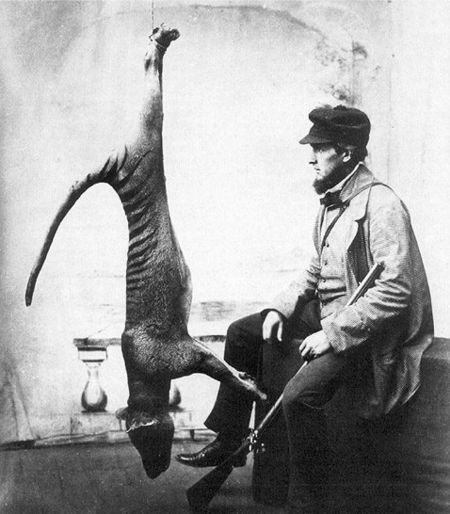 Tập_tin:Bagged_thylacine.jpg