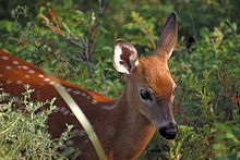 En hvit-tailed hjort fawn i parken.