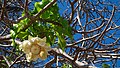 Baobab Bloom (Ngouja Beach, Mayotte) (30600984553).jpg
