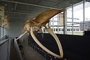 Blue whale (Balaenoptera musculus) skeleton