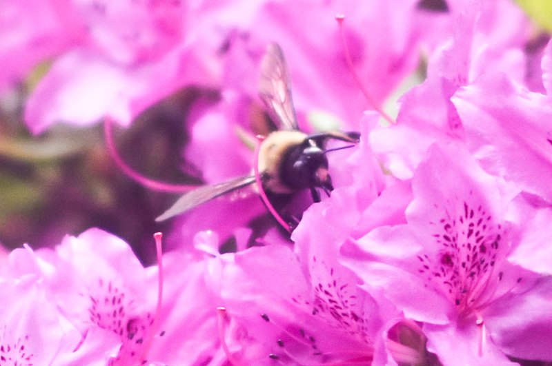 File:Bee (26999929345).jpg