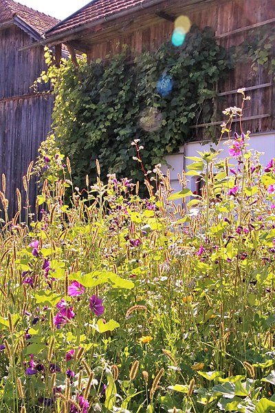 File:Bee meadow in Neuhausen, Austria 06.jpg