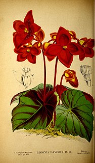 <i>Begonia davisii</i> Species of plant