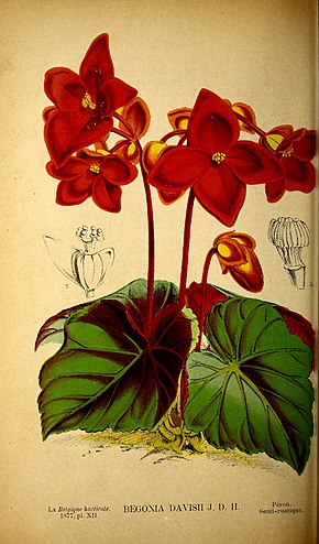 Descrierea imaginii Begonia davisii1.jpg.